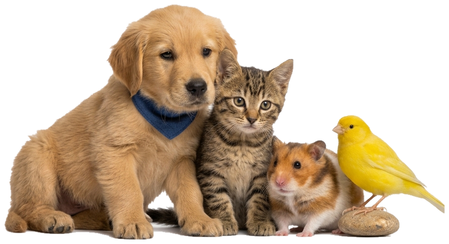 Perro, gato, hámster y pájaro juntos, recortados sobre fondo transparente
